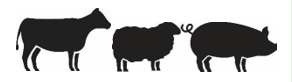 Image: import-1.jpg
